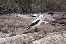 Galapagos-Tiere4.jpg